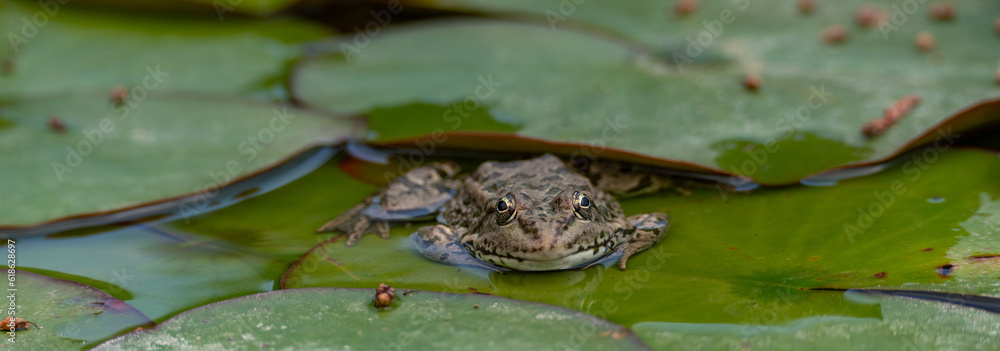 frog leaf water lily banner. A small green frog is sitting at the edge of water lily leaves in a pond frog leaf water lily banner. A small green frog is sitting at the edge of water lily leaves in a pond