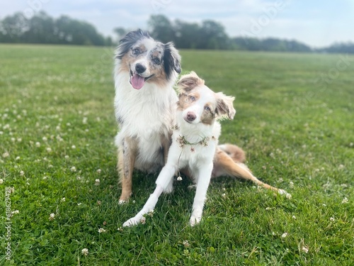 Cute couple of Australian Shepherds on the grass 