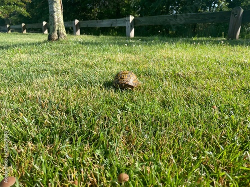 Turtle on the grass