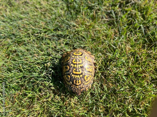 Turtle on the grass