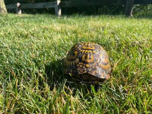 Turtle on the grass