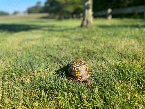 Turtle on the grass