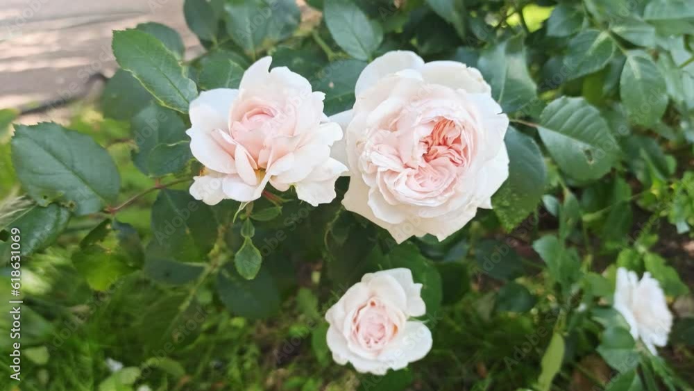 soft pink roses blossom in garden. close up. cloudy day soft pink roses blossom in garden. close up. cloudy day
