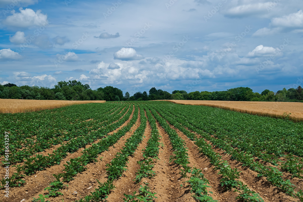 Strip cropping using potatoes and barley. It is a type of farming with a cultivated field partitioned into long strips and alternated in a crop rotation system. It can be used to prevent soil erosion. Strip cropping using potatoes and barley. It is a type of farming with a cultivated field partitioned into long strips and alternated in a crop rotation system. It can be used to prevent soil erosion.