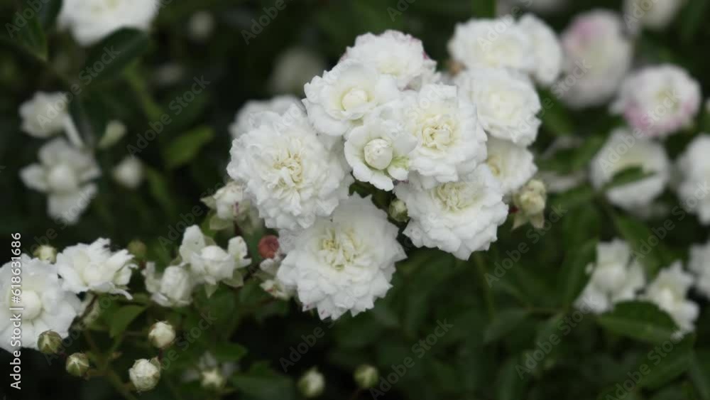 Many small buds of a delicate velvet white rose close-up. A bush of abundantly blooming roses on a sunny day. Panorama. High quality 4k footage Many small buds of a delicate velvet white rose close-up. A bush of abundantly blooming roses on a sunny day. Panorama. High quality 4k footage