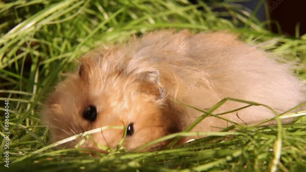 A Syrian hamster searches and finds food in the green grass. A Syrian hamster searches and finds food in the green grass.