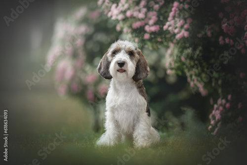 Petit basset griffon vendeen dog posing among pink flowers