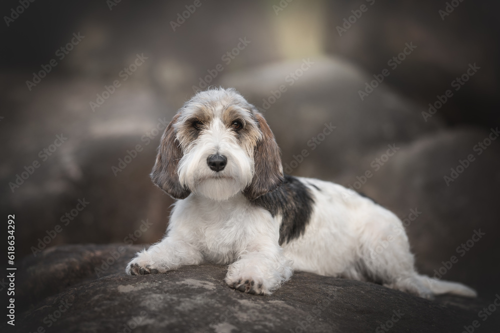 Petit basset griffon vendeen dog resting on the big grey stones - obrazy, fototapety, plakaty 