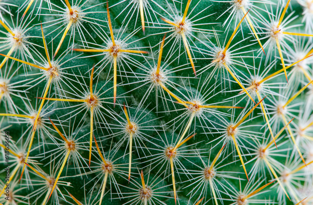 Thorns of macro cactus,Thorns texture background. Thorn cactus, close-up Thorns of macro cactus,Thorns texture background. Thorn cactus, close-up