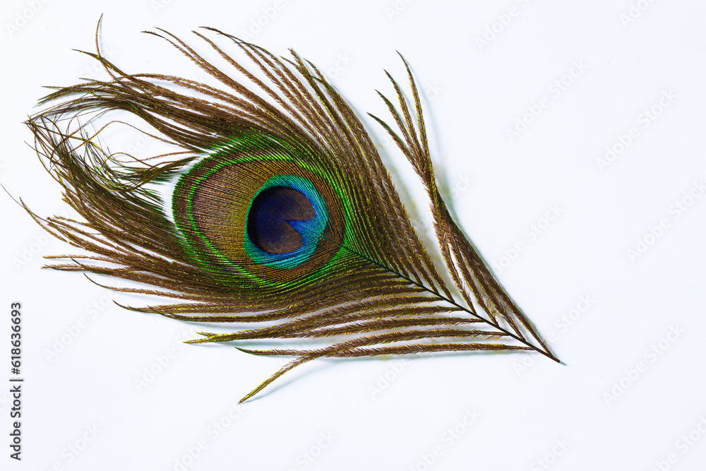 Fototapeta premium Peacock feather isolated white background,colorful peacock feather, isolated on white background