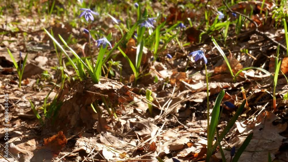 Scilla siberica germinate through a layer of fallen oak leaves. The sun abundantly illuminates the spring flowers. Scilla siberica germinate through a layer of fallen oak leaves. The sun abundantly illuminates the spring flowers.
