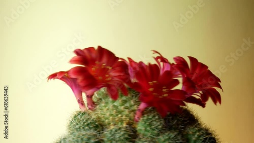 Rotations of a pot of a flowering cactus on a yellow background. In the frame, the flowering of home catus rebutia with red flowers. photo