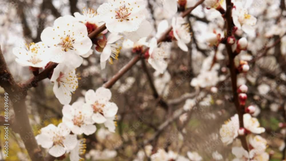 An apricot twig covered with snow-white flowers sways in the wind. Close-up video of an orchard during flowering.