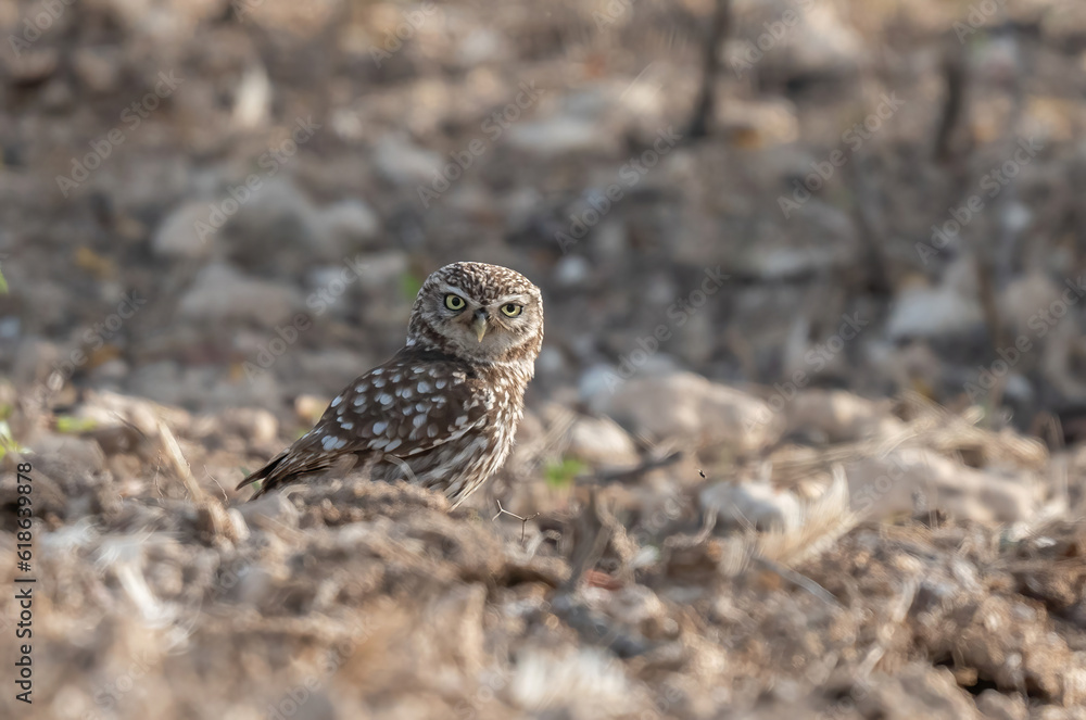 little owl catching a large insect on the ground little owl catching a large insect on the ground