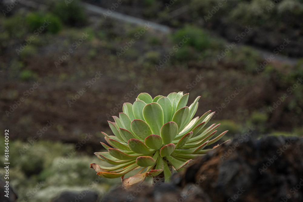 amazing landscape in El Teide national park amazing landscape in El Teide national park