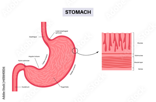 Mucous membrane structure