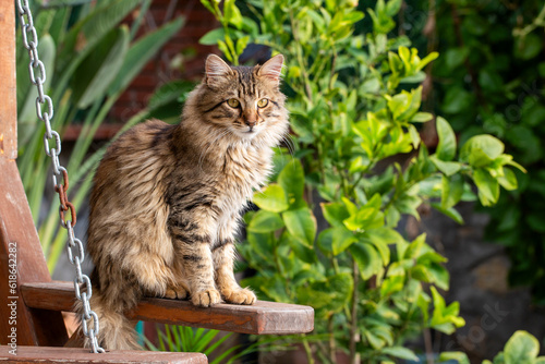 Street cats in the garden.