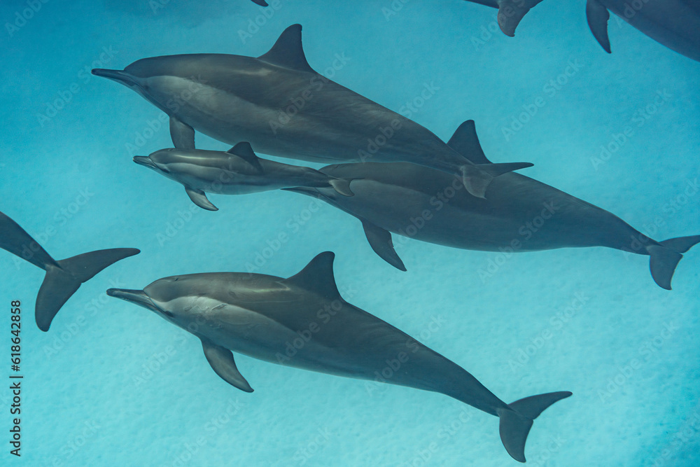 Obraz premium Das Geheimnisvolle des Ozeans: Spinnerdelphin im Riff des Roten Meeres
