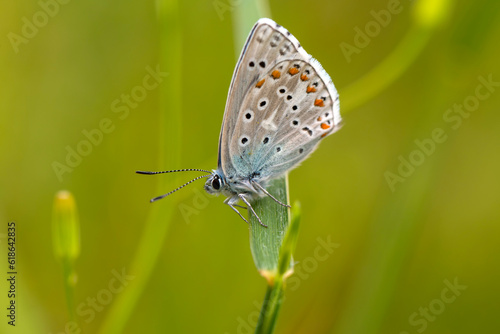 Wallpaper Mural Macro shots, Beautiful nature scene. Closeup beautiful butterfly sitting on the flower in a summer garden. Torontodigital.ca