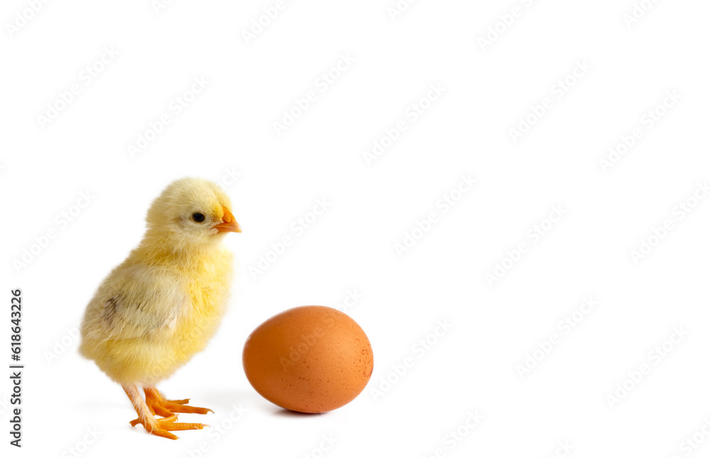 Little newborn yellow chicken standing near egg