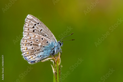 Macro shots, Beautiful nature scene. Closeup beautiful butterfly sitting on the flower in a summer garden.