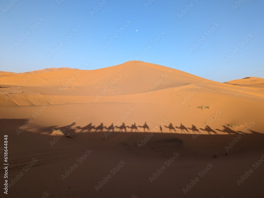 A caravan of dromedaries passing the Sahara desert in the evening