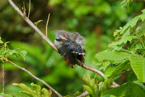 Photos Hispaniolan lizard cuckoo perched on a branch, stretching around to preen it's t