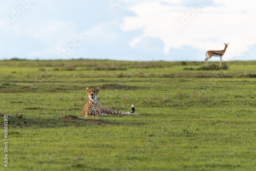 A Chetah Laying On The Ground With A Gazelle Standing In The Background. This was taken in Ol Pejeta Conservancy, Kenya. photo