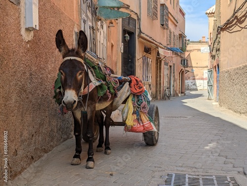 A donkey with a cart waiting for its master in the medina of Marrakech © imagoDens