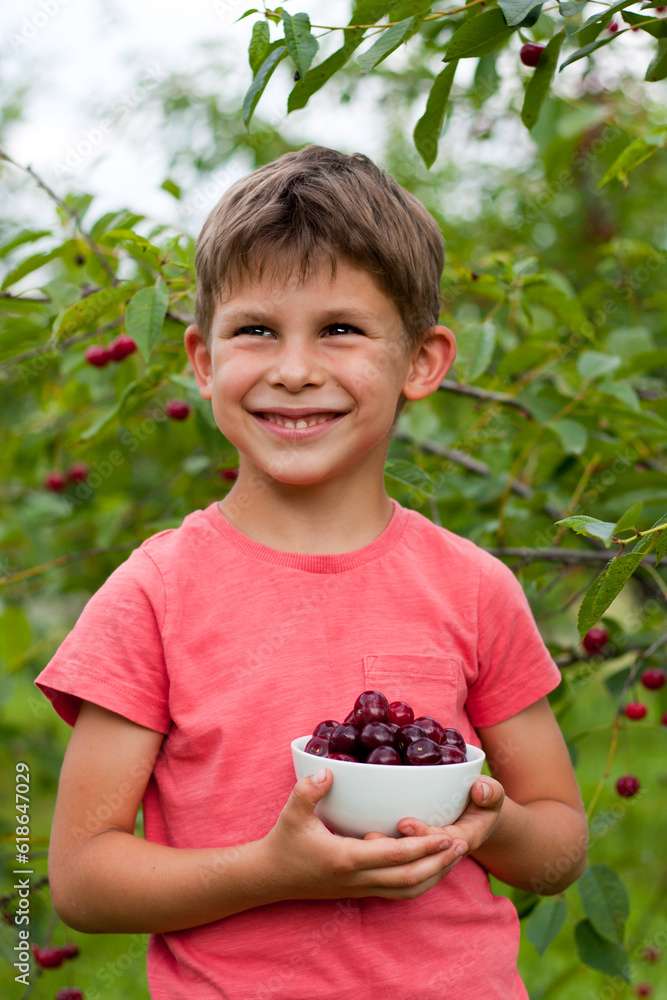preschooler boy holding large plate with ripe red cherries picked from tree in home garden. Portrait of happy child in background of cherry orchard. Healthy organic cherry, summer harvest season. preschooler boy holding large plate with ripe red cherries picked from tree in home garden. Portrait of happy child in background of cherry orchard. Healthy organic cherry, summer harvest season.