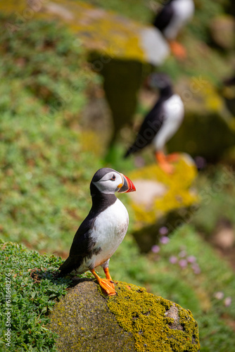 Atlantic puffins perched on cliff on Great Saltee Island  Wexford  Ireland