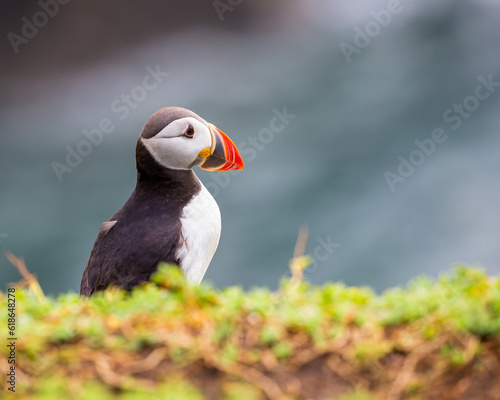 Atlantic puffin on Saltee Islands, Wexford, Ireland. Isolated, copy space © Milbsie