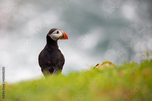 Atlantic puffin on Saltee Islands, Wexford, Ireland. Isolated, copy space © Milbsie