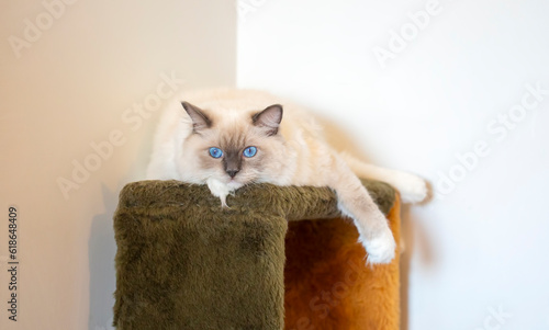 Young adult cute Ragdoll cat