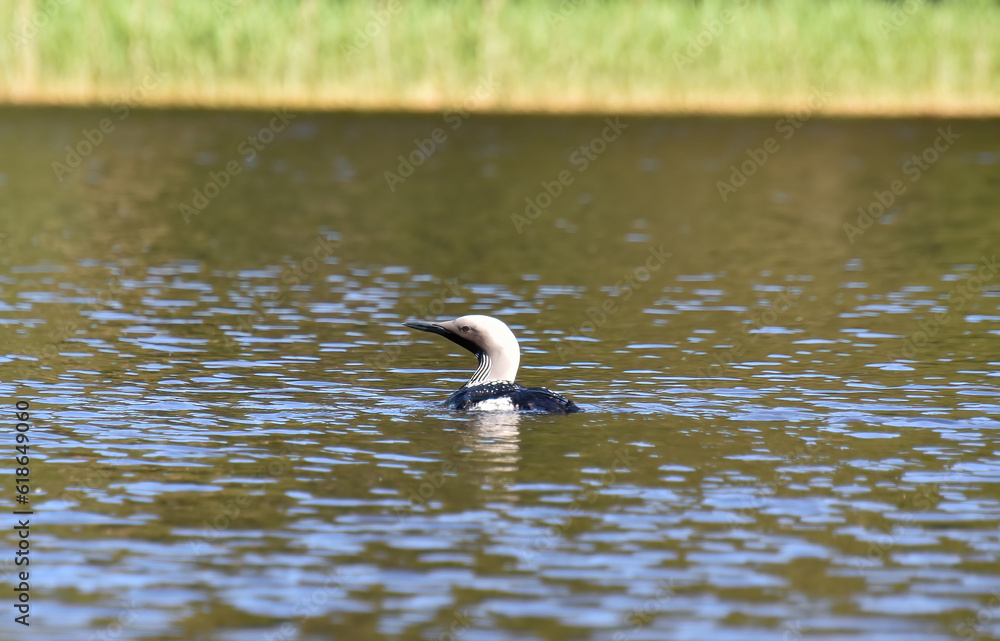 Arctic loon or black-throated loon Arctic loon or black-throated loon