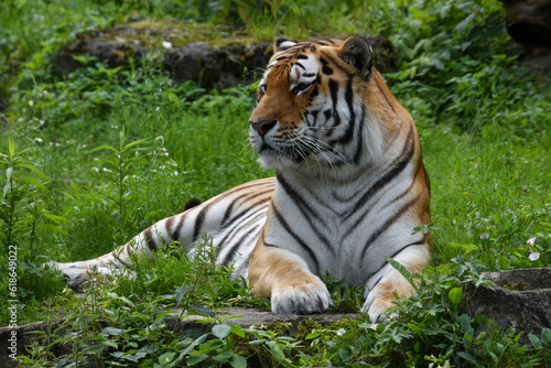 AMUR TIGER LAYING ON THE GROUND