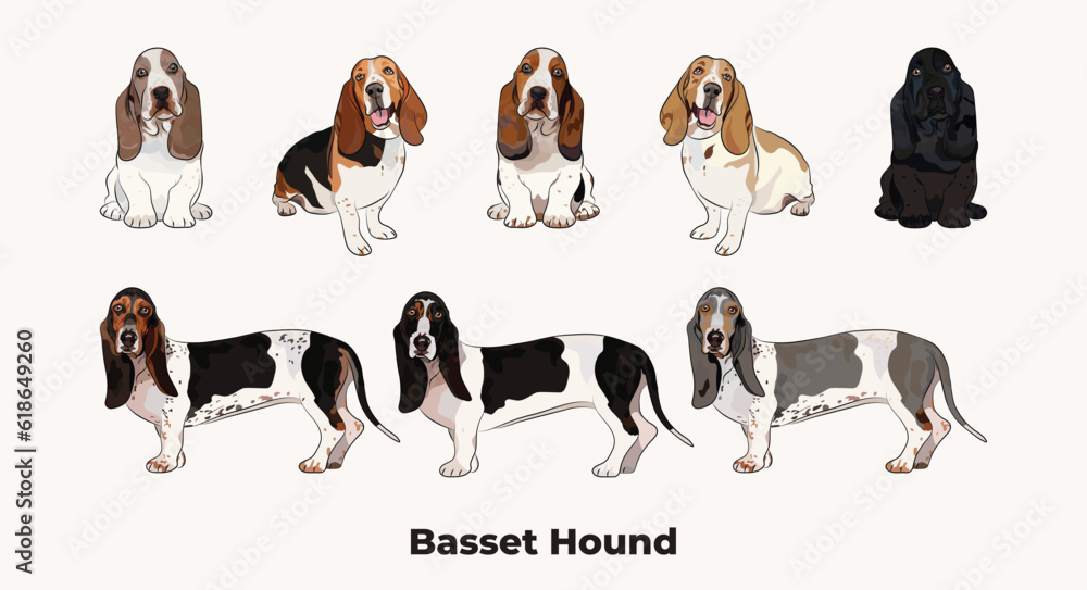 Basset hound colors. Popular coat colors. Cute dogs characters in various poses, design for print, adorable and cute cartoon vector set. Dog Drawing collection set. Tri-color fur standard color dog.