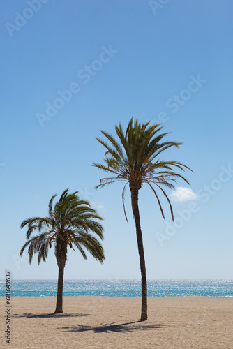Palm trees close to the Mediterranean Sea and under the blue sky © Jorge