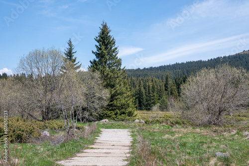 Spring view of Konyarnika area at Vitosha Mountain, Bulgaria photo