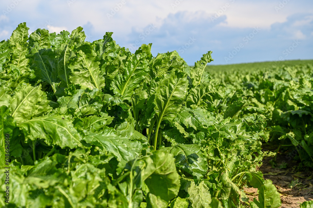 Fresh chard. Cultivation of chard in the field. A field planted with chard. Fresh chard. Cultivation of chard in the field. A field planted with chard.