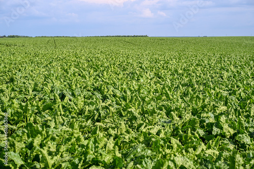 A large field planted with chard. Growing vegetables in the countryside.
