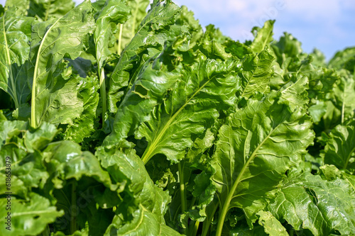 A large field planted with chard. Growing vegetables in the countryside.
