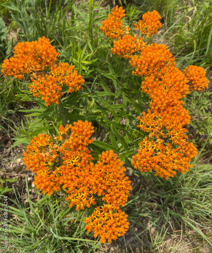 orange butterfly milkweed flowers in the garden