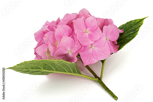 Inflorescence of the pink flowers of hydrangea, isolated on white background
