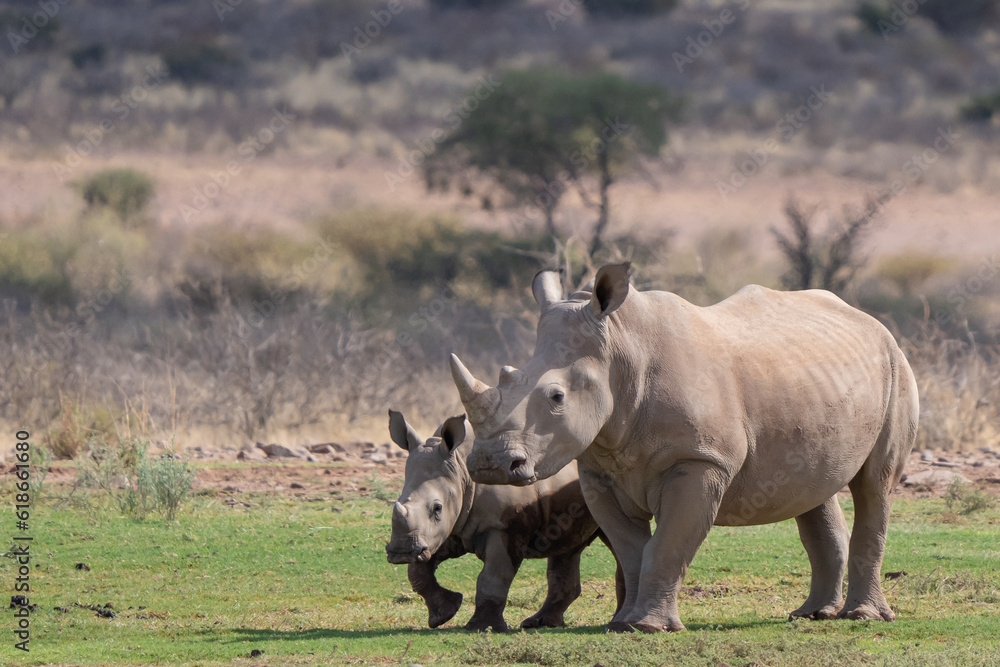 Fototapeta premium Southern White Rhinoceros Mother and Baby in Namibia Africa
