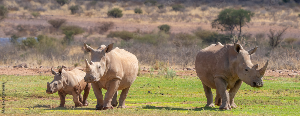 Southern White Rhinoceros Family Near Waterhole in Namibia Africa