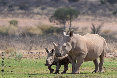 Southern White Rhinoceros Mother and Baby in Namibia Africa © Jeff Huth