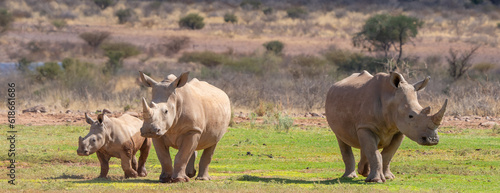 Fototapeta Naklejka Na Ścianę i Meble -  Southern White Rhinoceros Family Near Waterhole in Namibia Africa