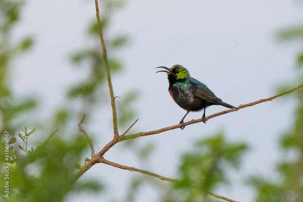 Obraz premium Mariqua Sunbird Perched in a Flowering Shrub in Namibia Africa