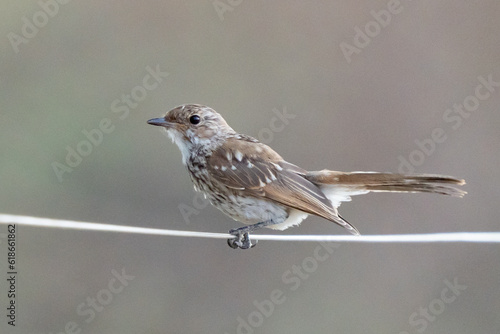 Spotted Flycatcher Perched on a Wire in Namibia Africa © Jeff Huth